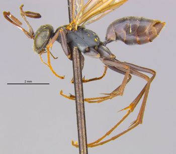 Media type: image;   Entomology 15340 Aspect: habitus lateral view